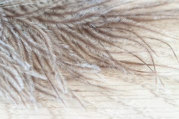 Ostrich bird fluffy hairs feather corner view