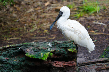 A black-faced spoonbill bird in Australia