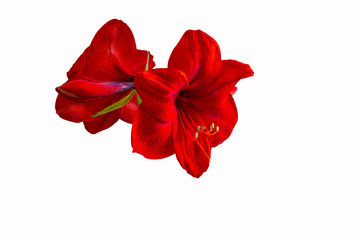 red lion amaryllis isolated on white background