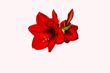 Red Lion Amaryllis