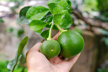 Grapefruit from the tree in the garden with natural light sunset of the sun with dramatic blue and orange sky.