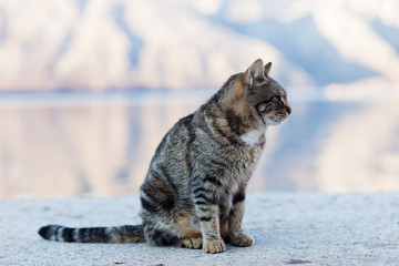 Grey cat on the beach
