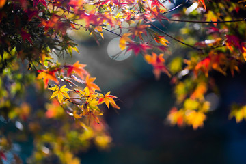 The natural texture of colorful maple leaves or Momijigari in autumn at Japan. Light sunset of the sun with dramatic yellow and orange sky. Image depth of field.