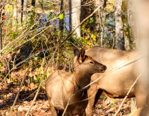 Young Elk Near it's Mother in North Carolina