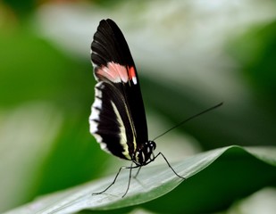 butterfly sitting on a leaf