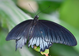 butterfly sitting on a leaf