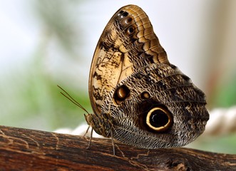Fototapeta premium butterfly sitting on a leaf