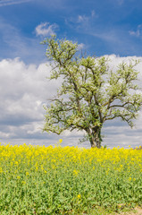 Obraz premium Blühender Obstbaum und Rapsfeld. Agrarlandschaft im Schweizer Kanton Thurgau am Bodensee, Schweiz
