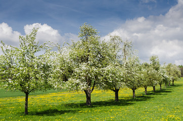 Blühende Apfelbäume auf Wiese im Schweizer Kanton Thurgau am Bodensee