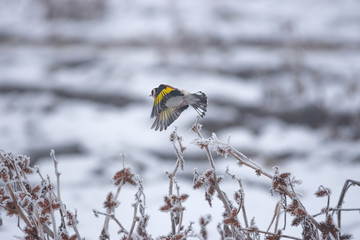 European Goldfinch (Carduelis carduelis) flying away from a frozen branch in winter misty morning. Selective focus