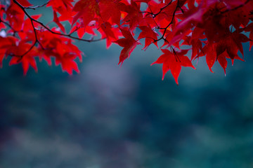 The natural texture of colorful maple leaves or Momijigari in autumn at Japan. Light sunset of the sun with dramatic yellow and orange sky. Image depth of field.