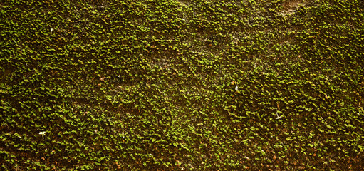 old antique rustic wall green