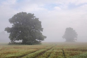 Two large trees in the fog in morning