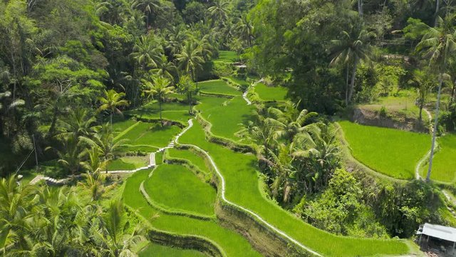 Low flying aerial drone view through trees at a picturesque rice terrace (Tegalalang, Ceking, Bali, Indonesia)