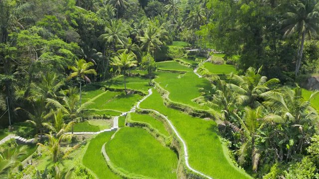 Low flying aerial drone view through trees at a picturesque rice terrace (Tegalalang, Ceking, Bali, Indonesia)