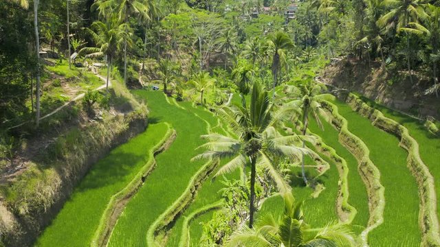 Low flying aerial drone view through trees at a picturesque rice terrace (Tegalalang, Ceking, Bali, Indonesia)