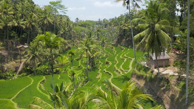 Low flying aerial drone view through trees at a picturesque rice terrace (Tegalalang, Ceking, Bali, Indonesia)