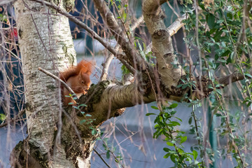 Flauschiges rotes Eichhörnchen als europäisches Eichhörnchen klettert im Baum auf der Suche nach Nüssen im Winter überrascht vom Wintereinbruch mit Winterruhe und Winterschlaf