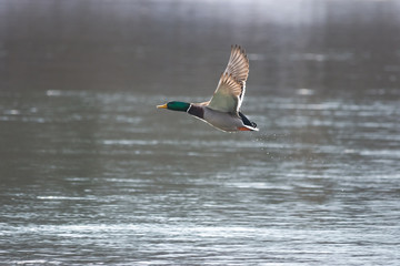 Mallard duck flying over the river, in winter. Selective focus