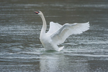 Fototapeta premium Graceful swan with wide open wings on the river, in winter. Selective focus