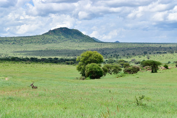 Landschaftsbilder aus dem Nationalpark Tsavo Ost Tsavo West und Amboseli