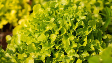 Fresh lettuce salad in the vegetable garden.