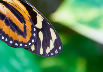 close up of butterfly wings