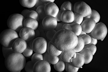 Cluster of asian shimeji mushrooms