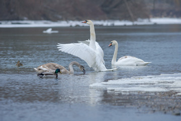 Flock of birds, among which swans and mallard ducks swimming on the river, in winter. Selective focus