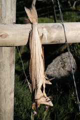 typical lofoten islands cod fish, traditional fish, dry, stockfish, seafood, arctic, dried fish, wooden racks, reine, ballstad, nusfjord, drying racks, norway, norwegian, famous fish