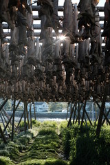 typical lofoten islands cod fish, traditional fish, dry, stockfish, seafood, arctic, dried fish, wooden racks, reine, ballstad, nusfjord, drying racks, norway, norwegian, famous fish