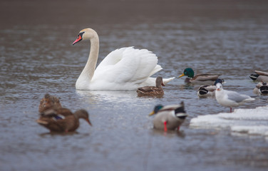 Flock of birds, among which swans, mallard ducks and seagull swimming on the river, in winter. Selective focus