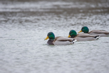 Mallard ducks swimming on the river, in winter. Selective focus