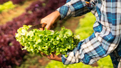Senior woman picking fresh lettuce from vegetable garden. A woman working in her garden.