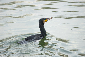 The great black cormorant (Phalacrocorax carbo) in winter landscape. Selective focus