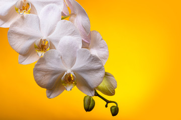 White orchid flowers with buds in drops of dew on a yellow background
