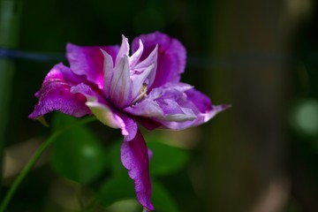 Fototapeta premium Clematis