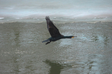The great black cormorant (Phalacrocorax carbo) flying over the river, in winter. Selective focus