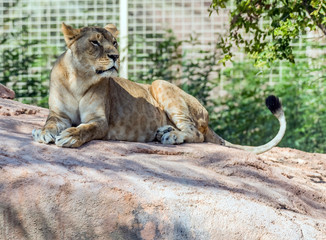 Naklejka na ściany i meble Wild Animal Brown Lioness Sitting on a Rock - Lioness Roaring