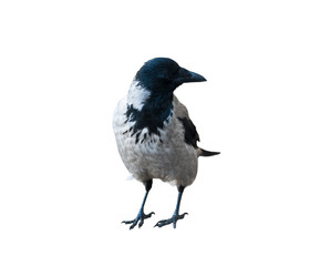 Hooded crow, isolated on white background