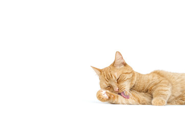 Fototapeta premium Adult red tabby cat lying isolated on white background