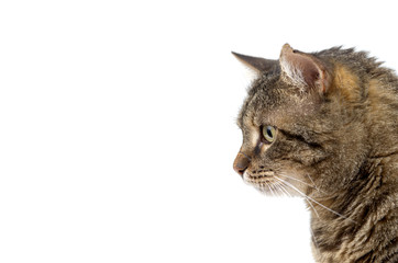 Head shot of adult tabby cat isolated on white background