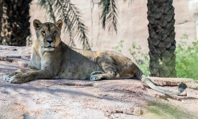 Wild Animal Brown Lioness Sitting on a Rock - Lioness Roaring