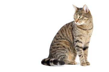 Adult grey tabby cat sitting isolated on white background