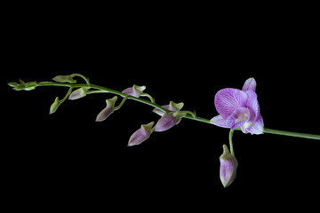 isolated purple orchid flower