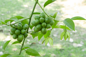 Ylang-ylang fruit