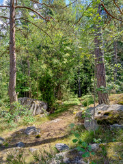 Forest