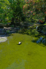 pond of Japanese garden 