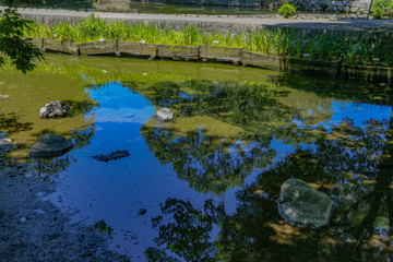Fototapeta premium pond of Japanese garden 
