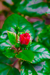 Philippine Flower Gumamela